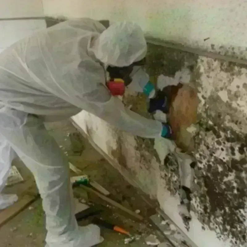 Mold Remediation and Removal in Rio Bravo, TX